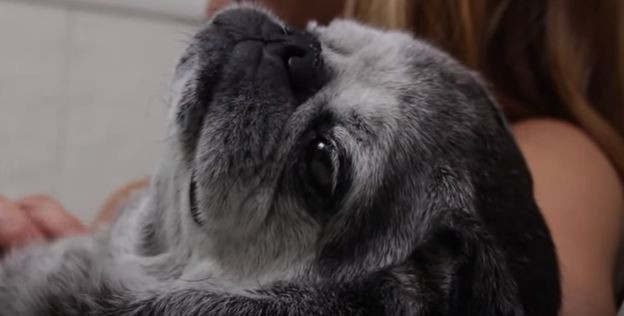 Sparky the pug
