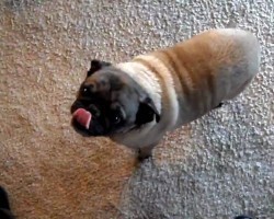 Wrinkles the Pug Has a Few Amazing Tricks Up His Paw, but the First One is My FAVE!