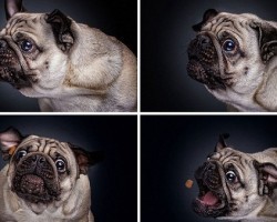 Dogs Photographed Mid Bite?! This is a Must-See!