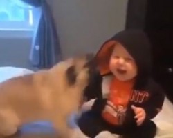 When This Pug and Baby Play, We Can’t Help But Fall in Love with Them – Soooo Cute!
