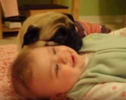 This the Cutest Cuddle Fest Ever Between a Pug and Baby – I’m Still Going “Aww!” Over Them!