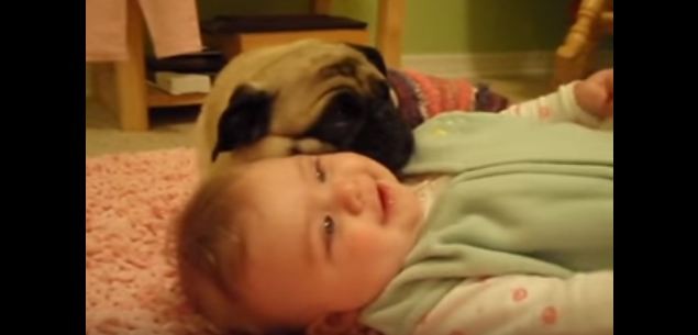 baby and pug cuddling