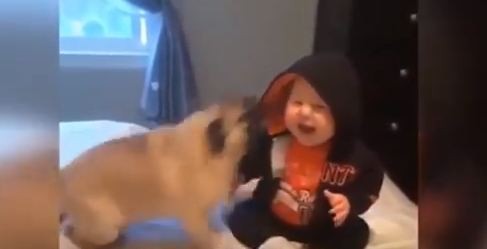 baby and pug