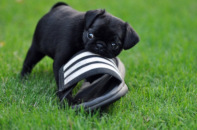 bad pug puppy