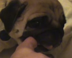 Check Out What This Pug Does When There Aren’t Any More Socks to Attack – Hilarious!