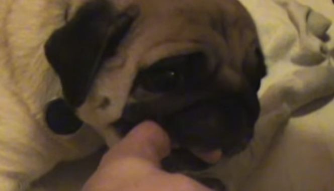 biting pug