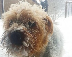 9 Doggies That Show off How Much Fun the Snow is After Blizzard Jonas