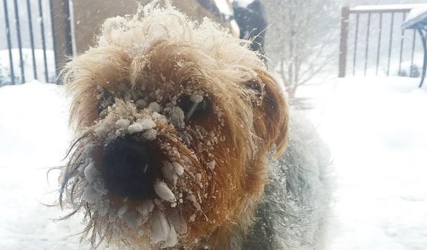 dog after blizzard Jonas