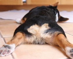 What Butt Dragging Means and How to Decipher What Exactly is Going On