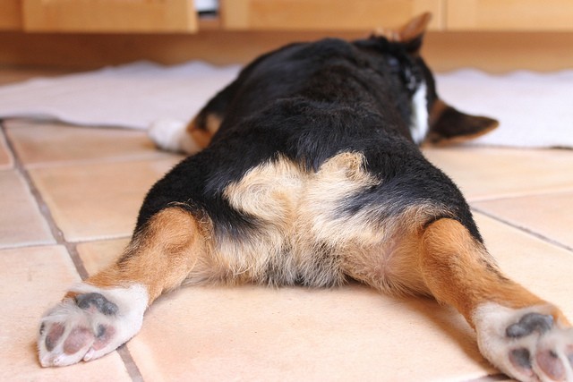 dog butt