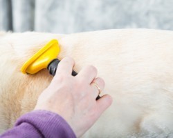 How to Properly Use Dog Clippers and Make Your Pup’s Grooming Process Go Smoothly
