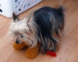 So…Your Dog Humps Things. What’s up With That?! Find out HERE!