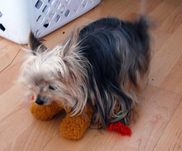 dog humping a toy
