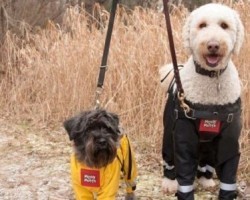 Ever Heard of Pants for Dogs?! You Decide Whether These Are Crazy or Practical!