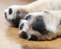 4 Fascinating Facts About Your Pooch’s Paws – #2 is SO Surprising!