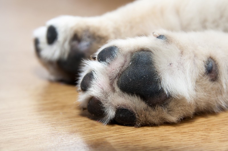 dog paws