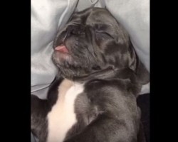 When This French Bulldog Sleeps, Besides Snoring You’ll Never Guess What He Can Do…