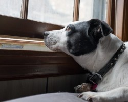 5 Things Dog Owners Love Doing With Their Doggies That Non-Dog Owners Just Don’t Get