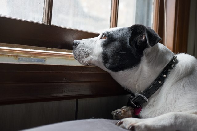 dog staring out the window