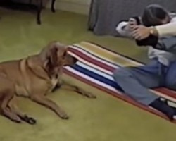 A Dog That Does… Yoga?! You Have to See This to Believe It!