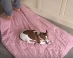 Doggy Gets to Fly and Enjoy a… Magic Carpet Ride?!