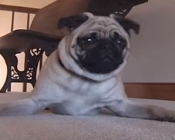 Need a Lesson on Being Dramatic? This Pug Will Give You the Inside Scoop – LOL!