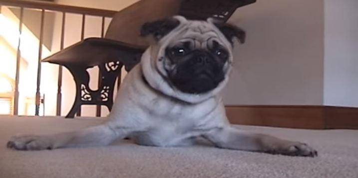 dramatic pug
