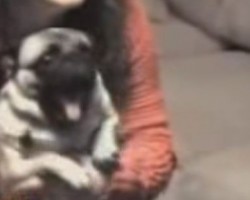 While Sitting by the TV, This Pug Goes Absolutely Bonkers by Screaming – Find Out Why!