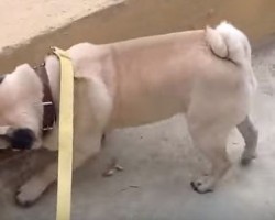 WOW – Wait Until You See What This Pug Can Do! I Still Can’t Believe it Myself!