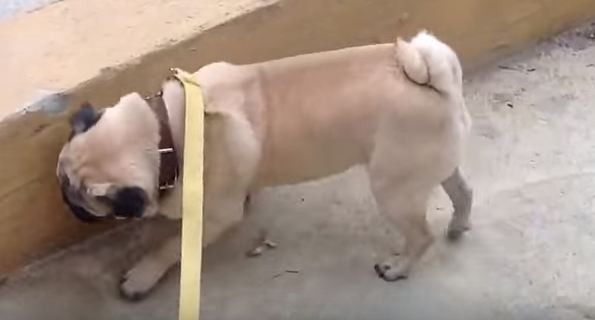funny pug sniffing