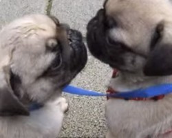 Two Baby Pugs Love Each Other Soooo Much They… Kiss!