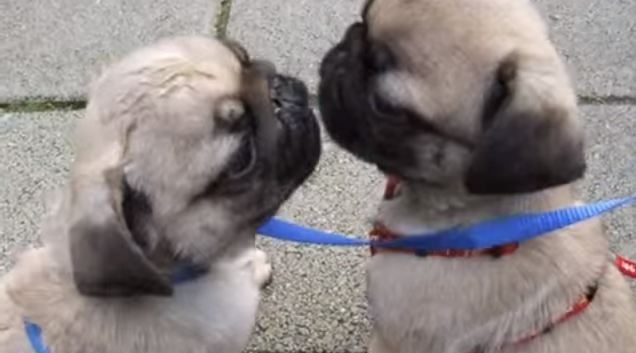 kissing pugs