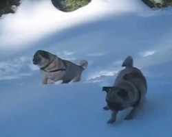 OMG… Pugs Walking Around in the Snow is SO Cute! Watch What Happens!