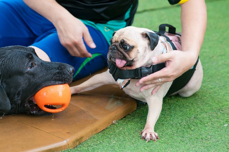 pug and a black lab with a toy