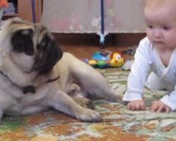 (Video) Watch What Happens When a Baby Wants a Bite of This Pug’s Treat – LOL!