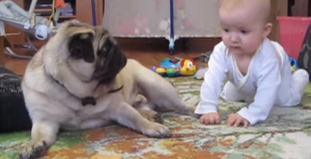 pug and baby