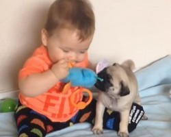 For the Love of a Pug – Watch a Baby and Pug Puppy Become Besties!