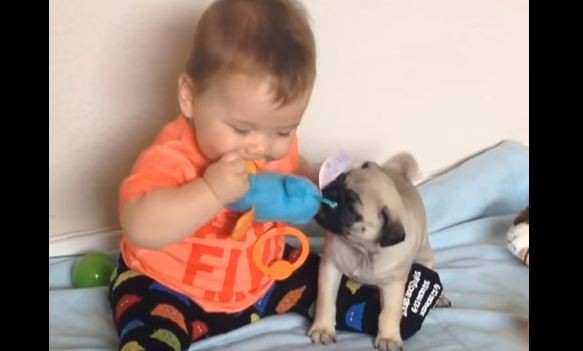 pug and baby