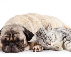The Debate’s On: Do Pet Parents Take Better Care of Their Dogs Than Their Cats?!