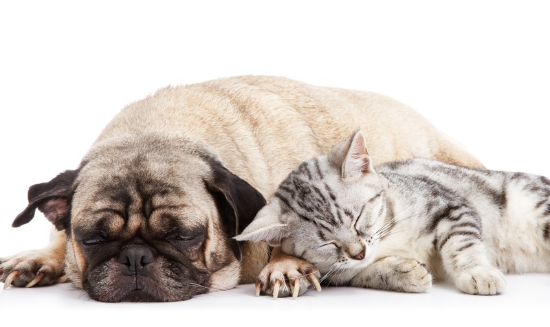 pug and cat