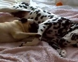 A Pug and Dalmation’s Daily Play Time is so Cute, I Seriously Can’t Stand it – LOL!