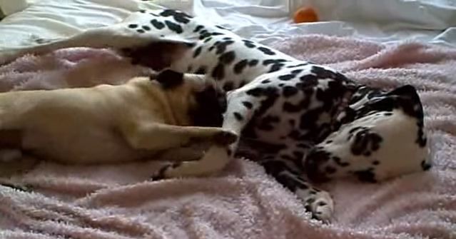 pug and dalmation dog playing