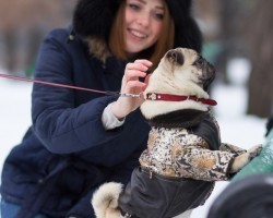 Check Out These Ritzy Winter Resorts That Are Doggy Friendly