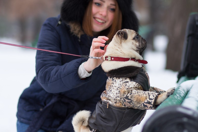 pug and girl in snow