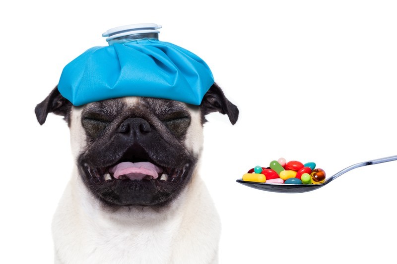 pug and medication