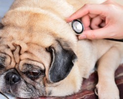 These Top Signs Will Tell You Whether Your Pooch is Experiencing Pain
