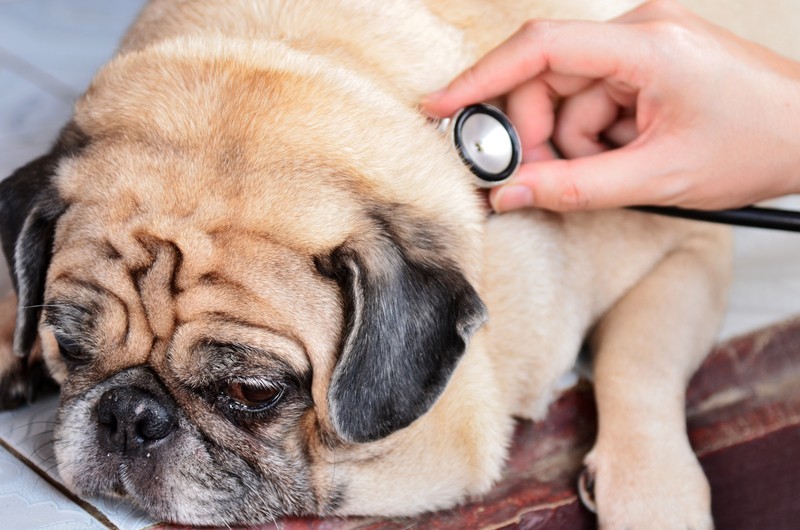 pug at the vet in pain