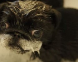 These Pug Puppies Bathing is Soooo Cute, I Can’t Even!