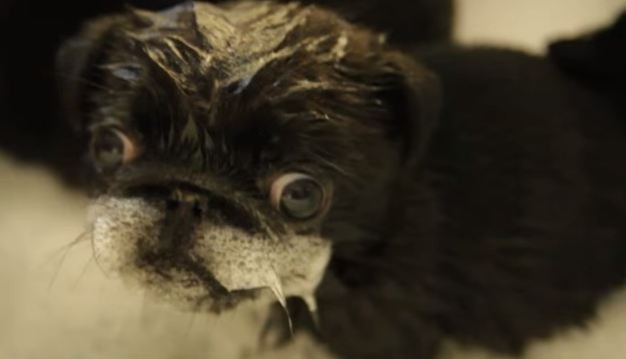 pug getting a bath