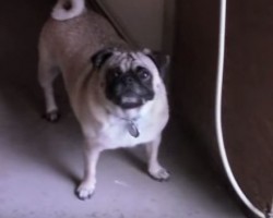 Watch This Puggy Have Fun in the Rain by Splashing Around in Puddles